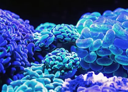 Lo sfruttamento minerario arriva negli oceani | Vincenzo Maruccio