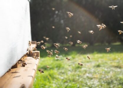 Una startup per aiutare le api | Vincenzo Maruccio